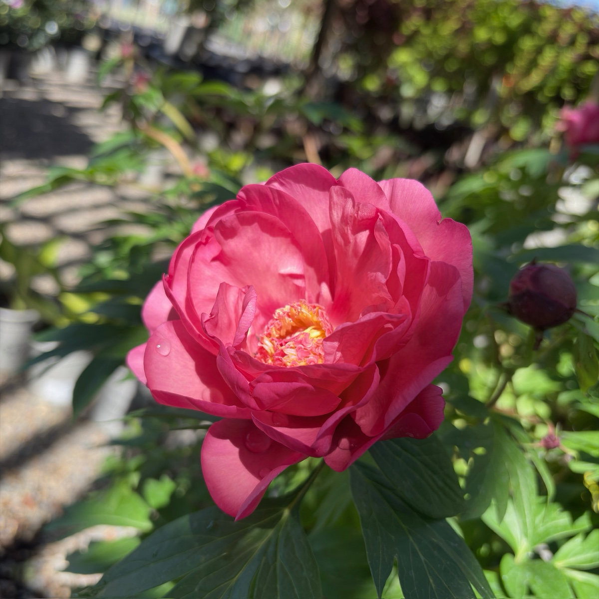 Strawberry Swirl Itoh Peony