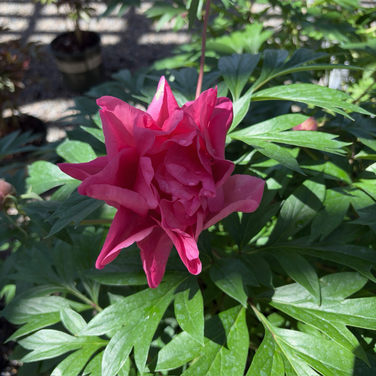 Strawberry Swirl Itoh Peony