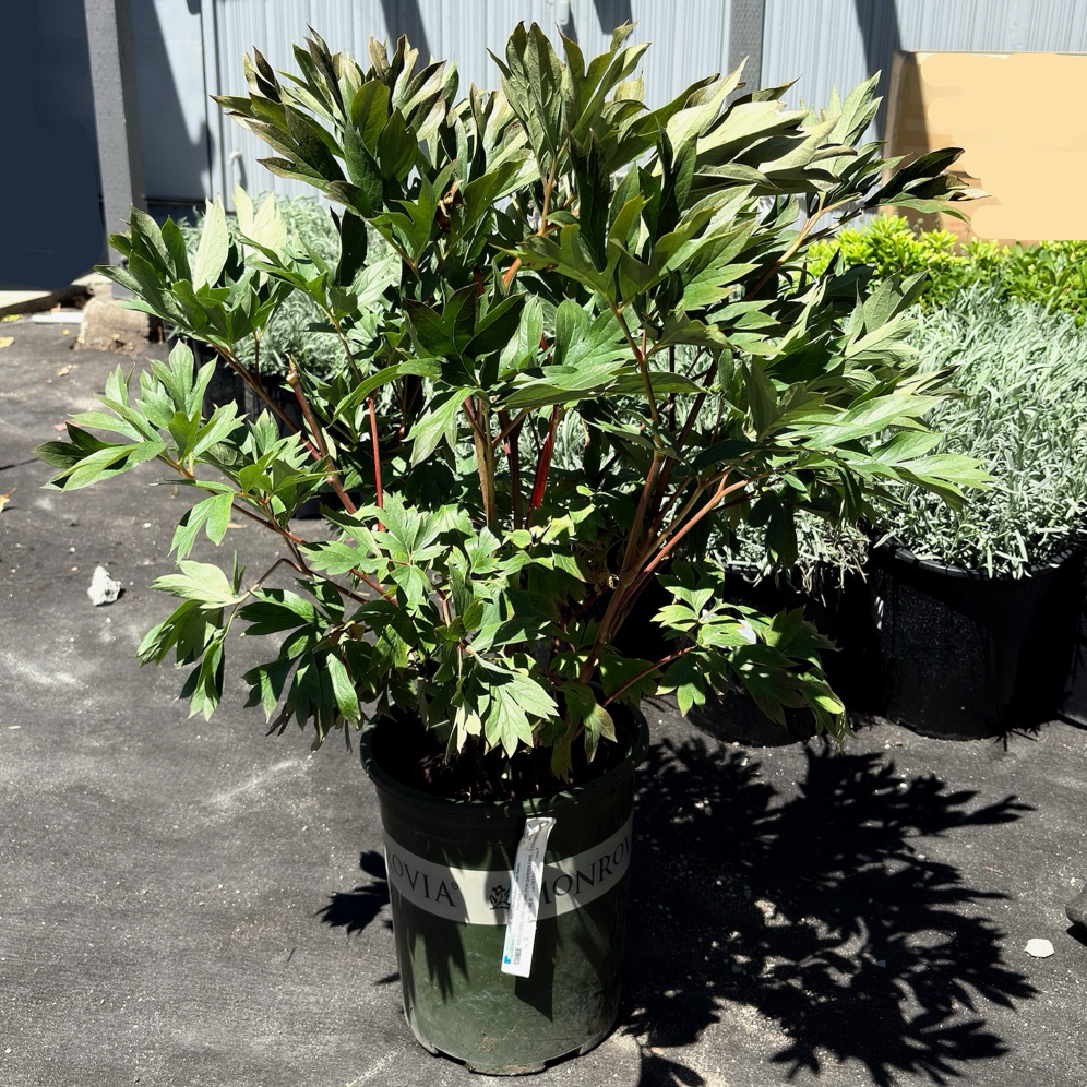 Strawberry Swirl Itoh Peony