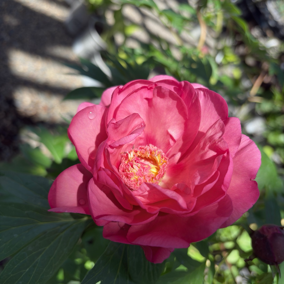 Strawberry Swirl Itoh Peony | Pink & Yellow Bicolor Intersectional