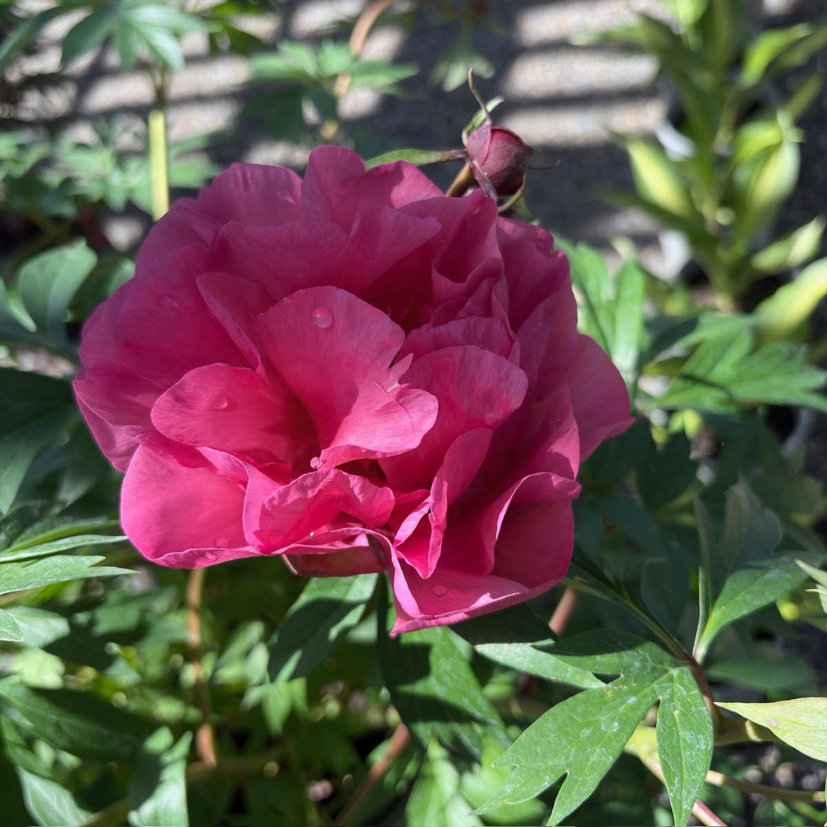 Strawberry Swirl Itoh Peony