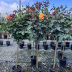 Strike It Rich Grandiflora Rose