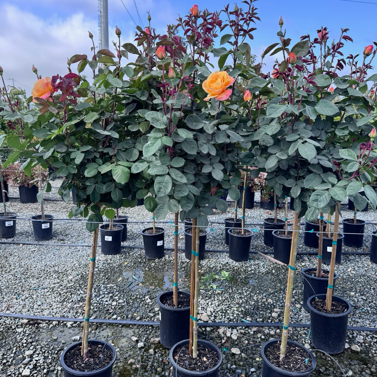 Strike It Rich Grandiflora Rose