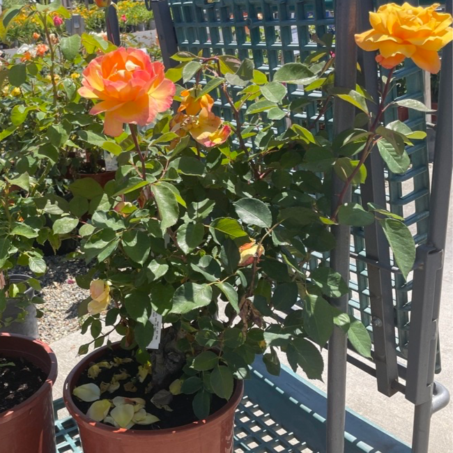 Strike It Rich Grandiflora Rose