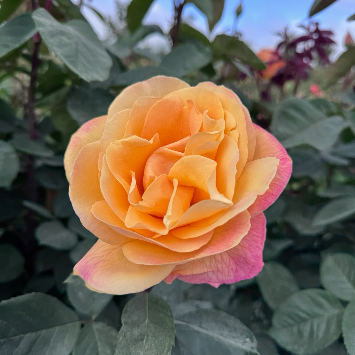 Strike It Rich Grandiflora Rose