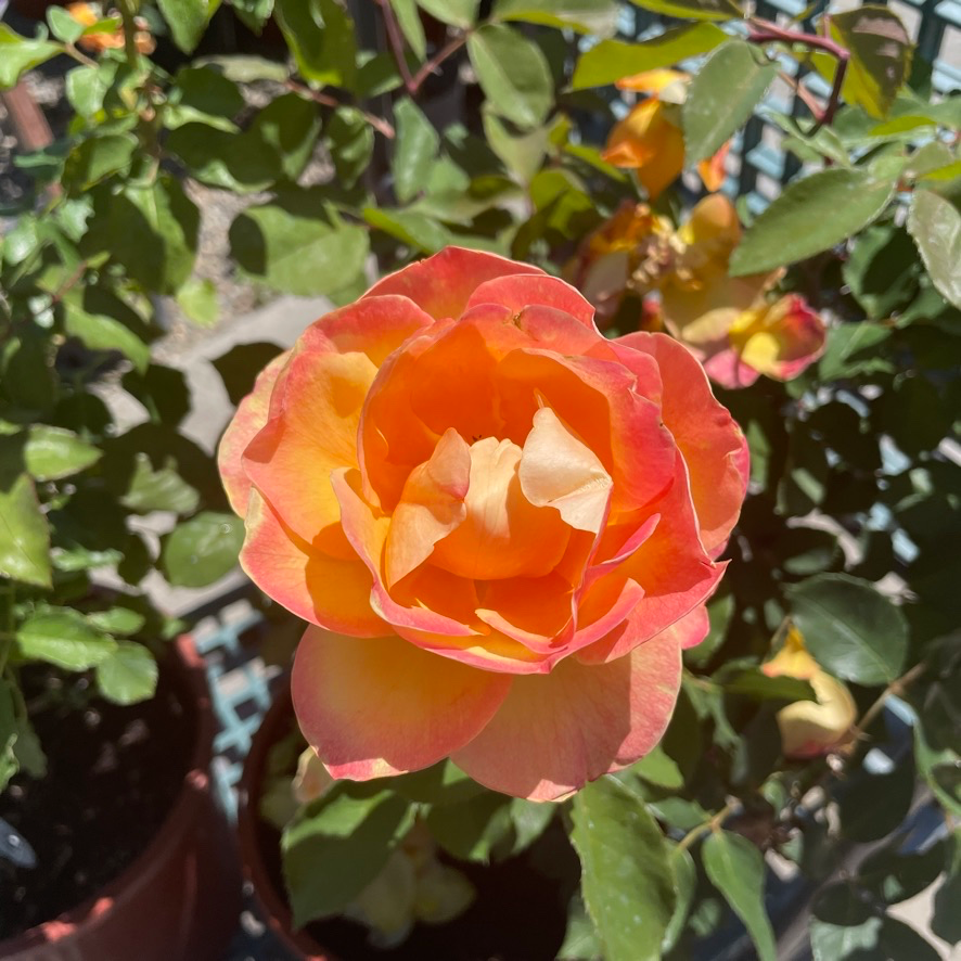 Strike It Rich Grandiflora Rose 