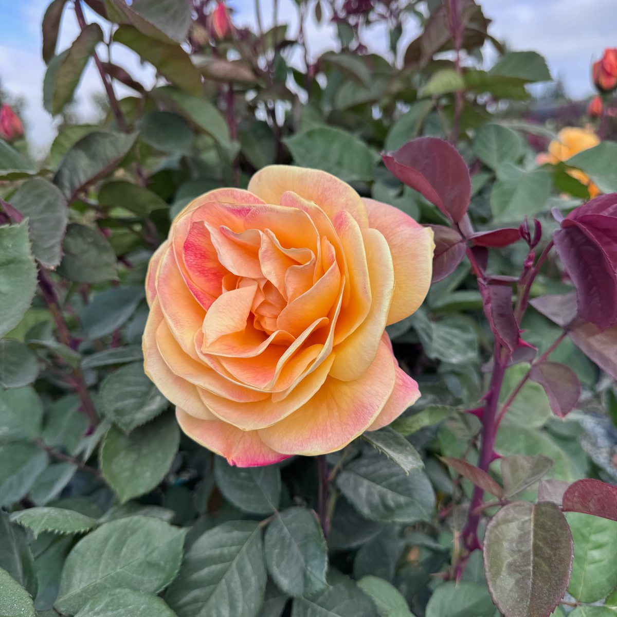 Strike It Rich Grandiflora Rose