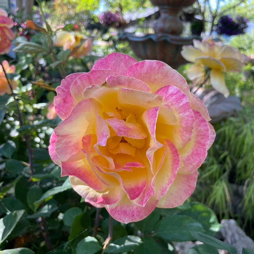 Strike It Rich Grandiflora Rose