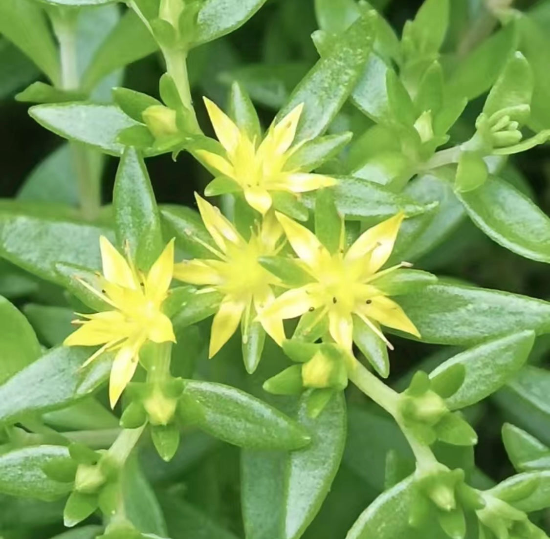Close-up of Stringy Stonecrop surrounded by green leaves