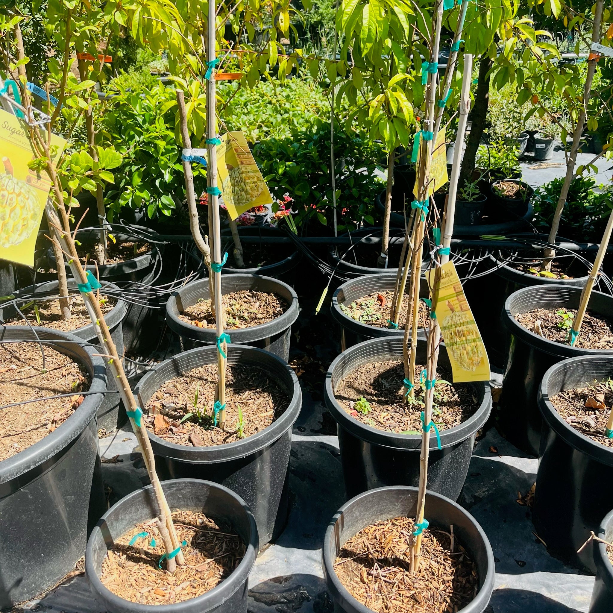 custard apple plant in pot Sugar Apple Tree