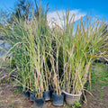 Sugar Cane