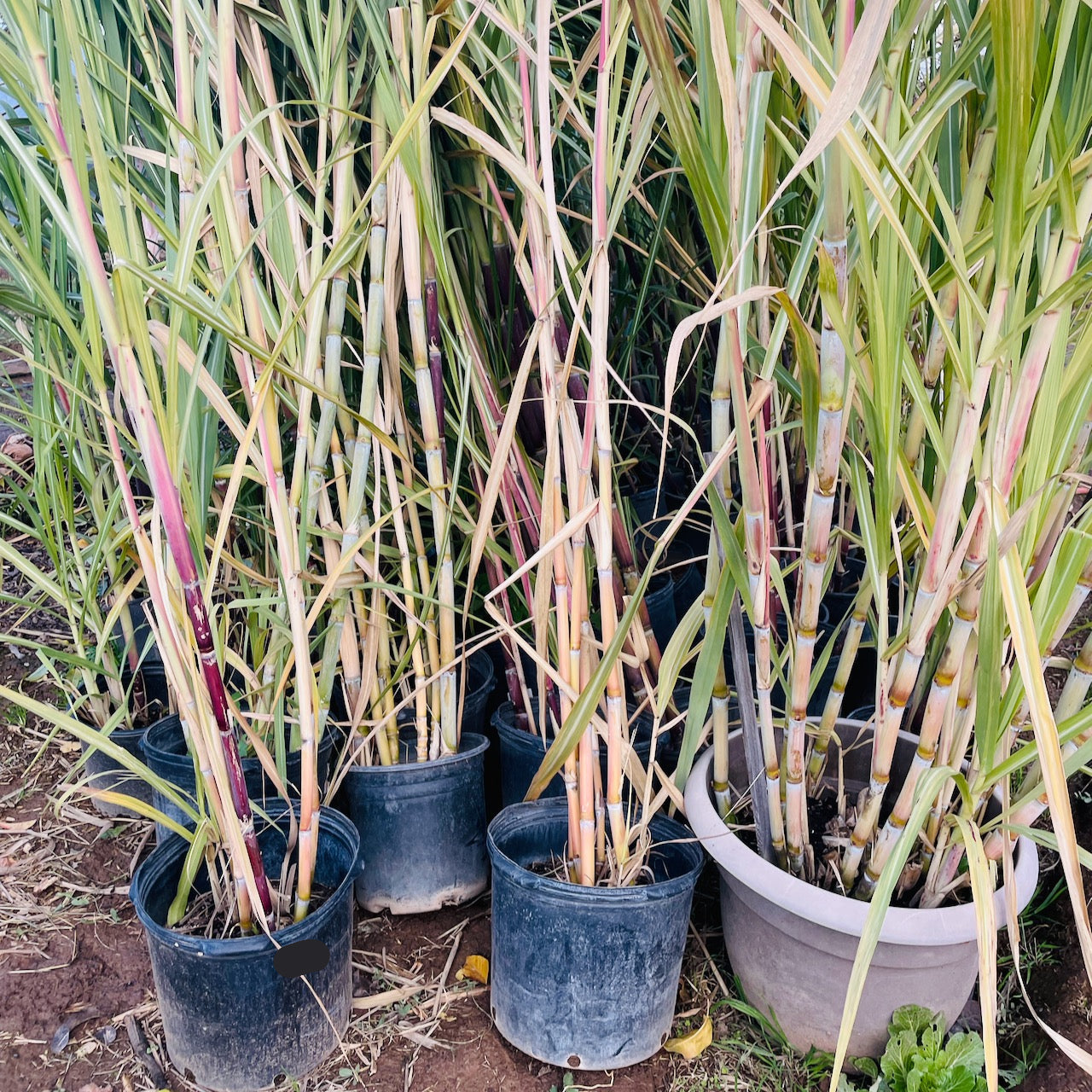 sugarcane plant indoor Sugar Cane