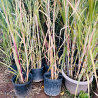 Sugar Cane
