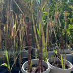 Sugar Cane