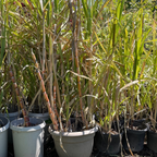 Sugar Cane