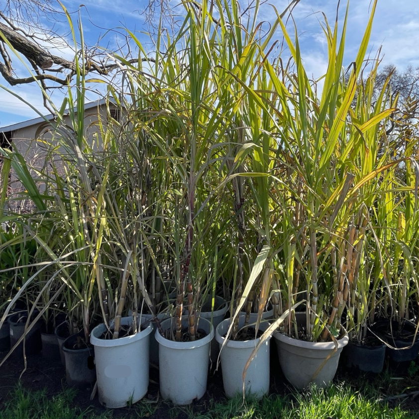 indoor sugarcane plant Sugar Cane