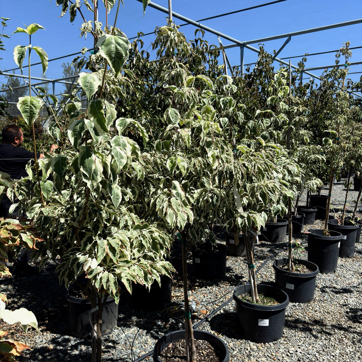 Summer Fun Kousa Dogwood