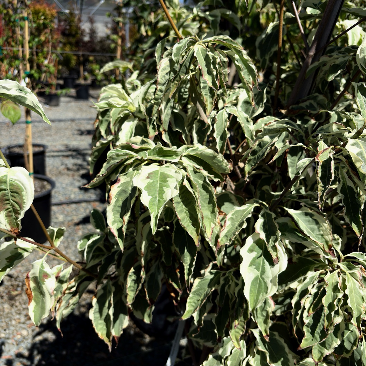 Summer Fun Kousa Dogwood