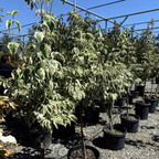 Summer Fun Kousa Dogwood
