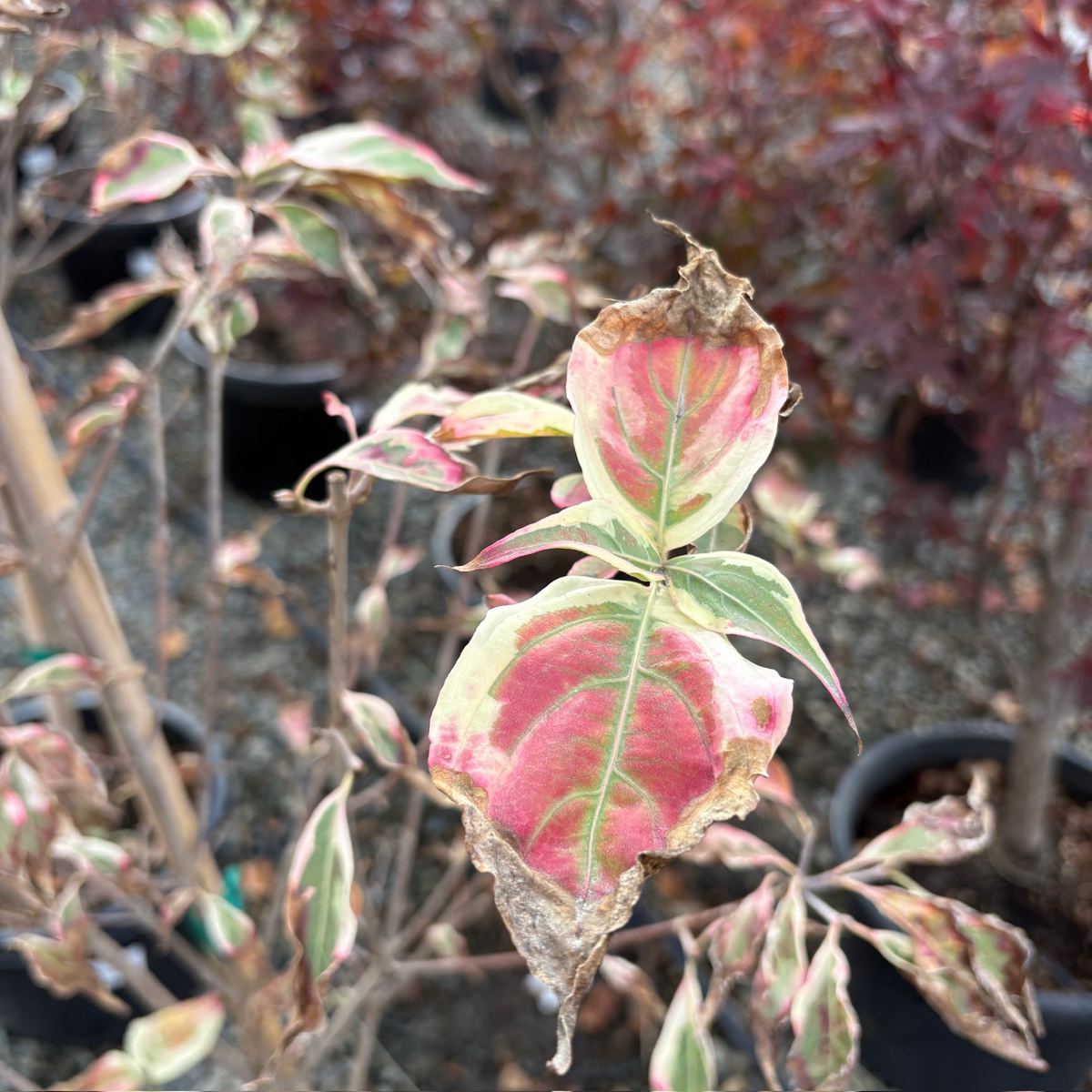 Summer Fun Kousa Dogwood