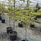 Summer Fun Kousa Dogwood
