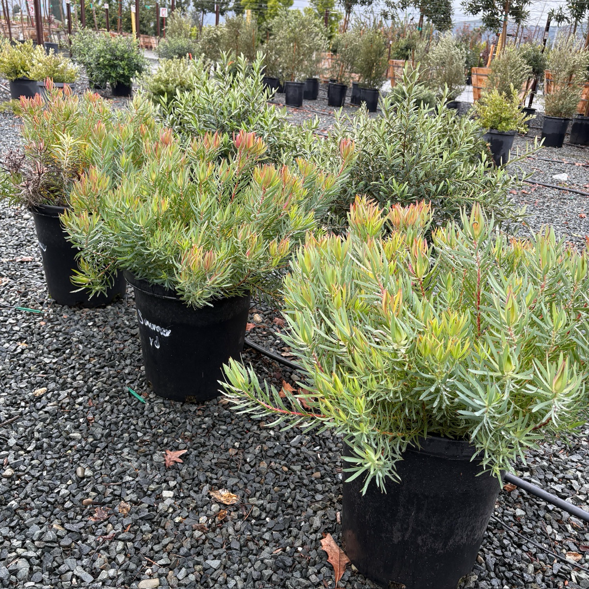 Summer Red Cone Bush