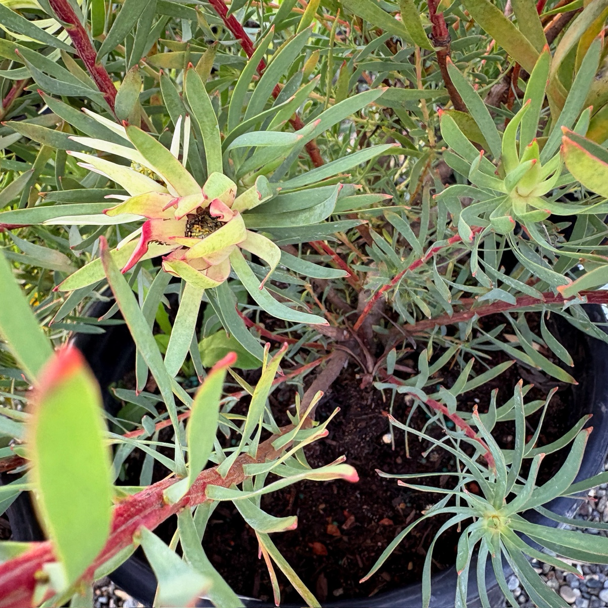 Summer Red Cone Bush