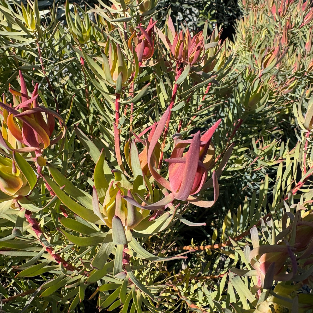 Summer Red Cone Bush