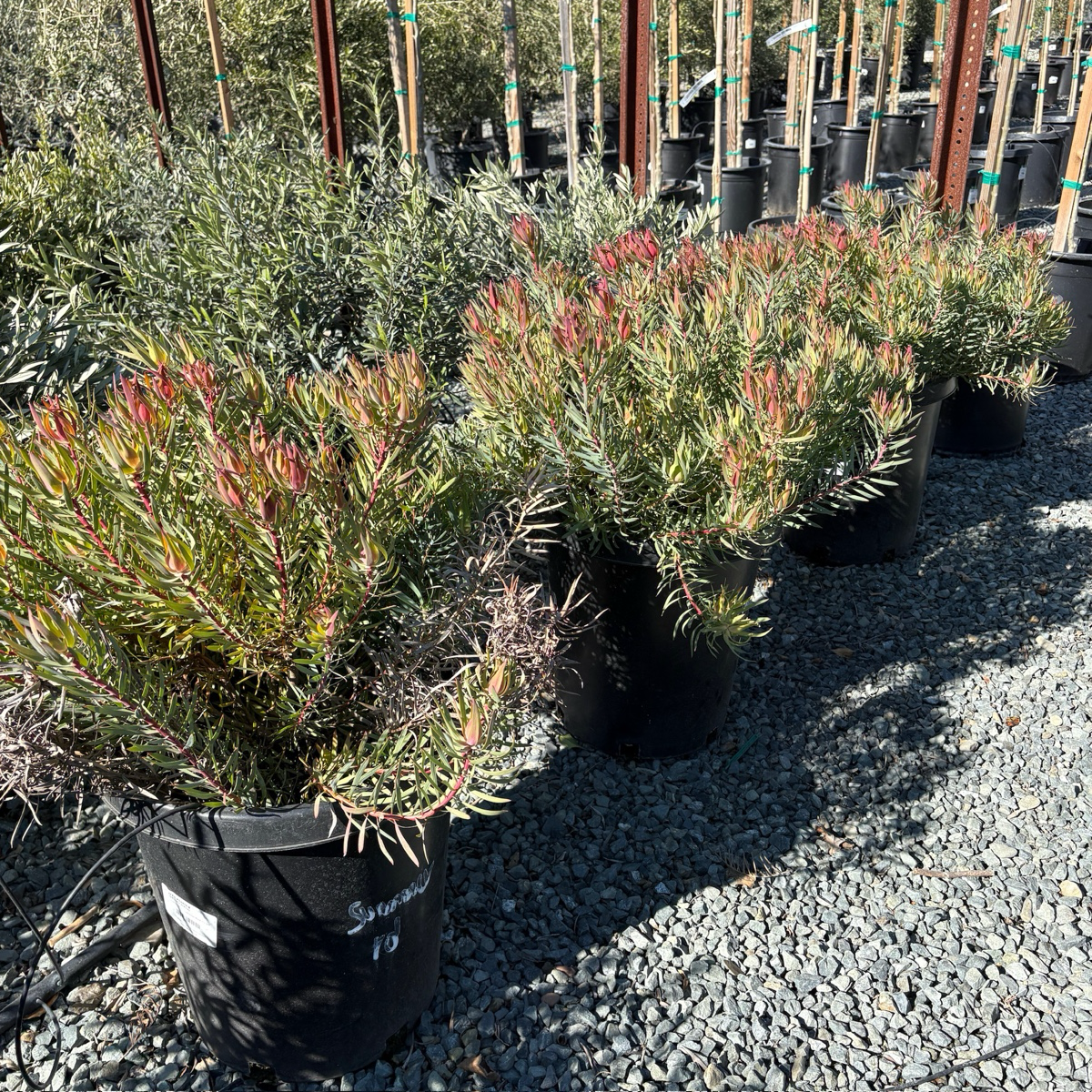 Summer Red Cone Bush