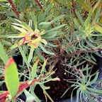 Summer Red Cone Bush