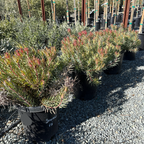 Summer Red Cone Bush