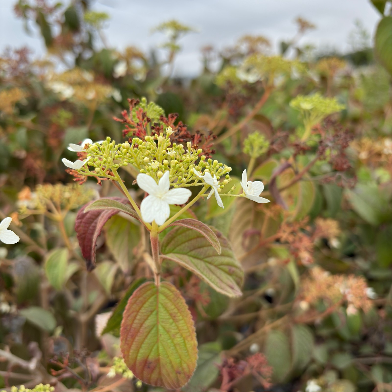 Close-up of a Summer Snowflake Double-File Viburnum plant with white flowers and green leaves in a natural setting
