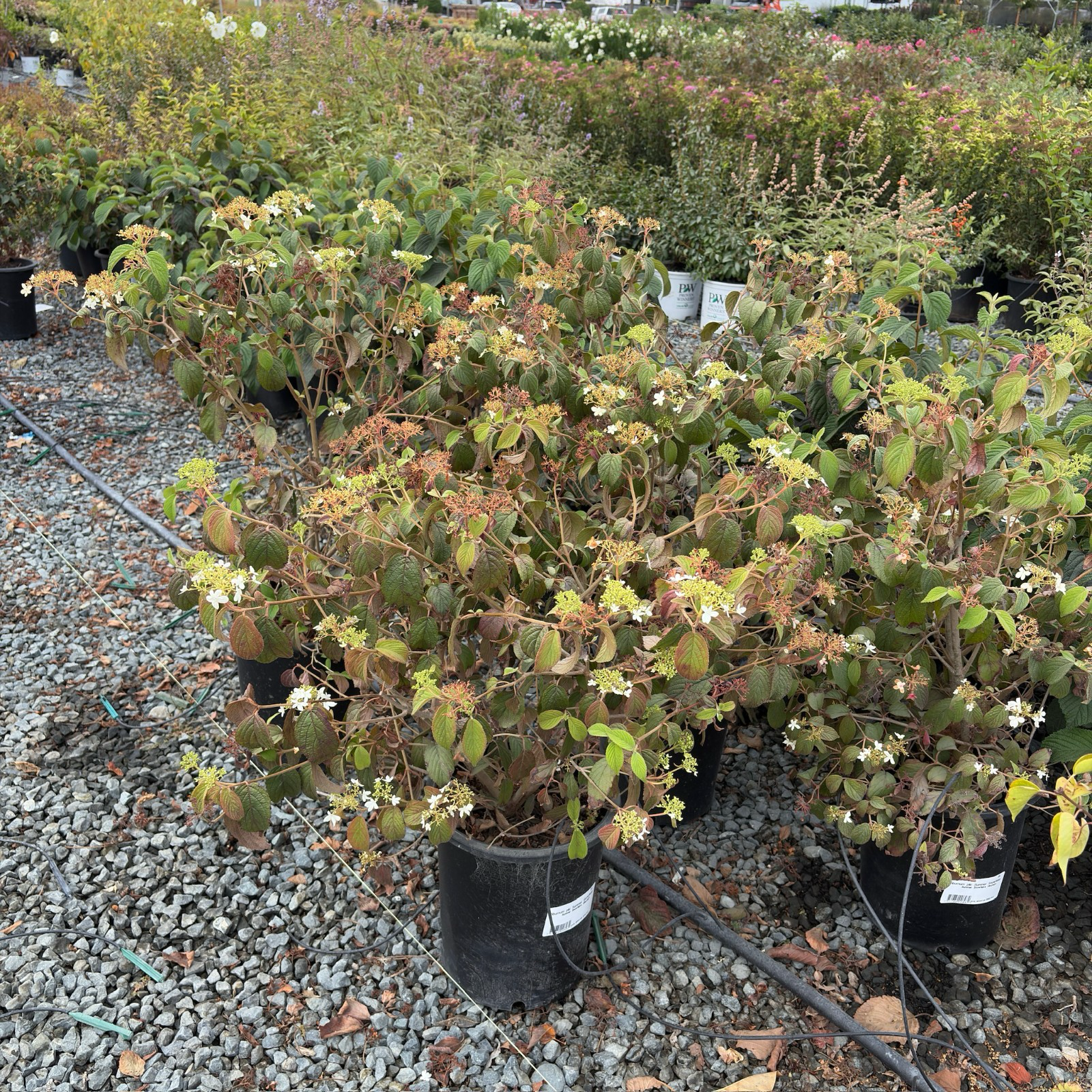 Row of potted Summer Snowflake Double-File Viburnum plants on a gravel surface with a garden background