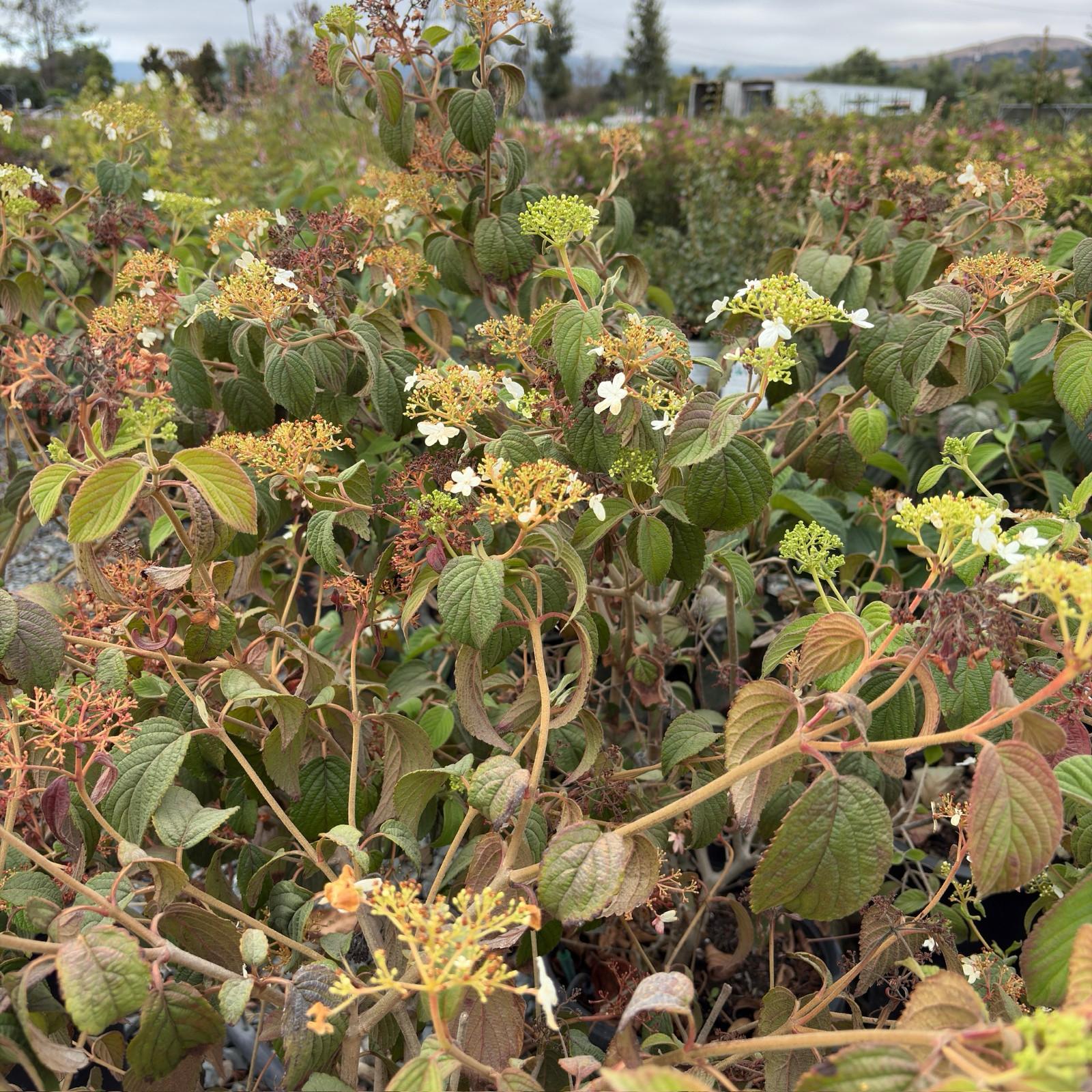 Summer Snowflake Double-File Viburnum shrub with small white flowers in a garden setting
