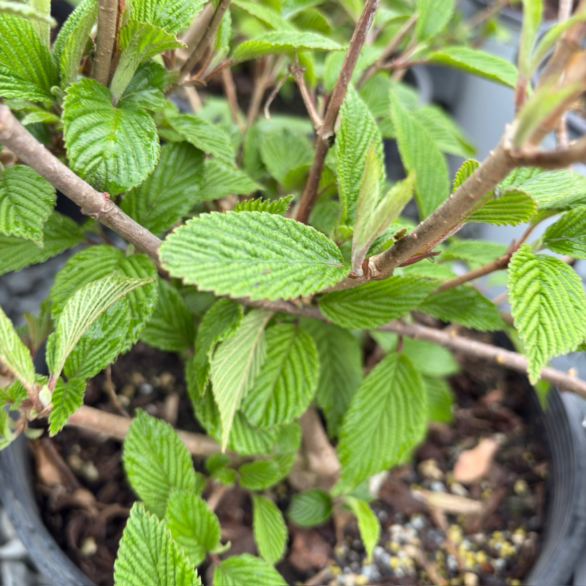 Close-up of a potted Summer Snowflake Double-File Viburnum plant with green leaves and brown stems.