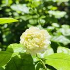 Summer Soul Arabian Jasmine