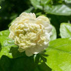 Summer Soul Arabian Jasmine