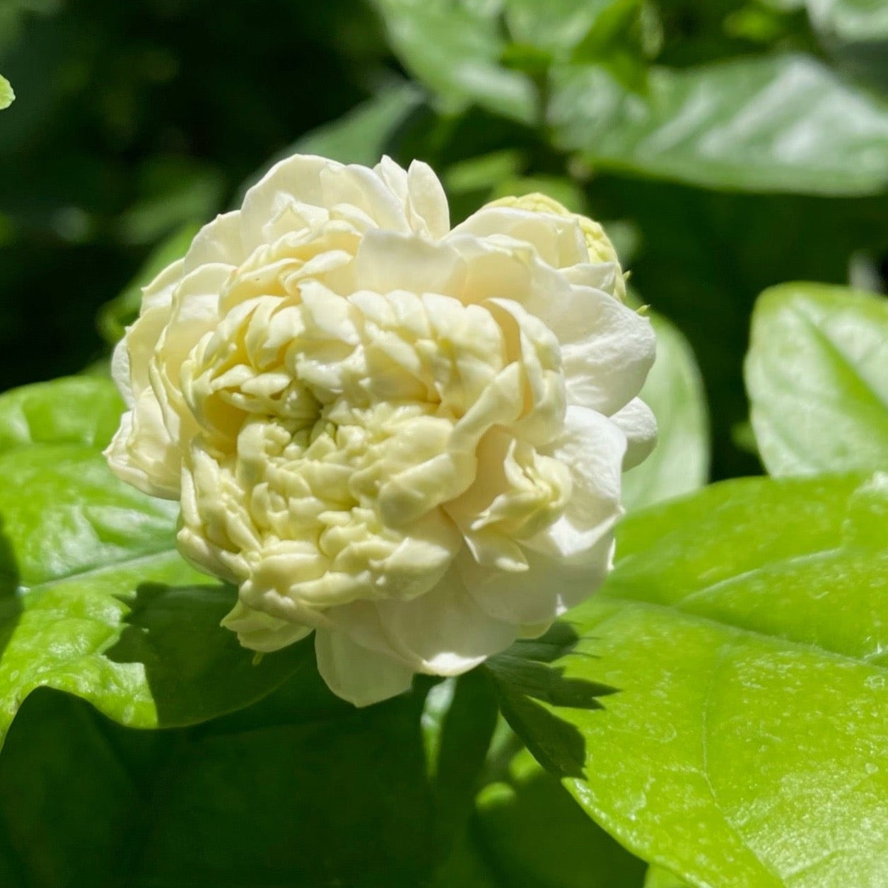 Summer Soul Arabian Jasmine