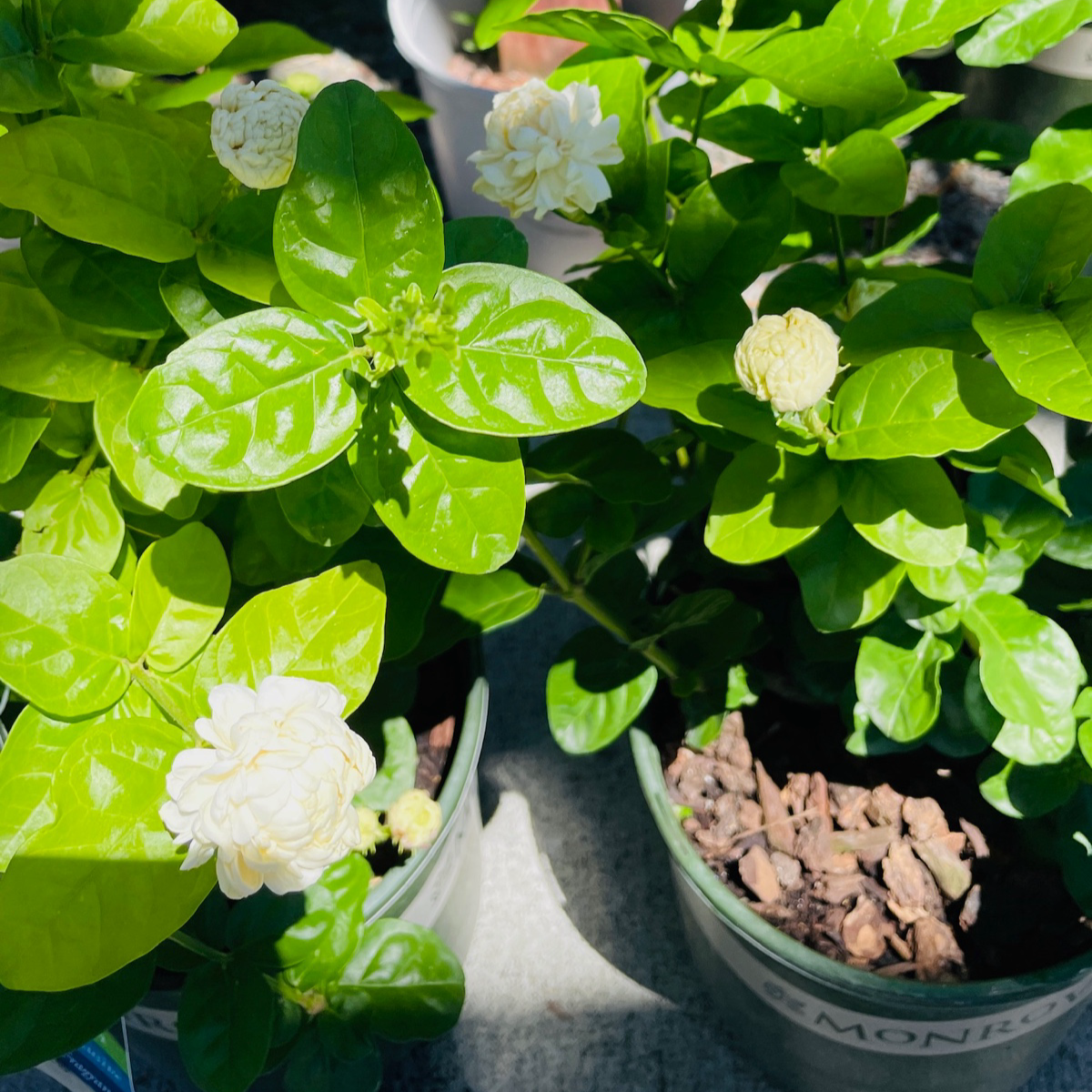 Summer Soul Arabian Jasmine