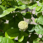 Summer Soul Arabian Jasmine