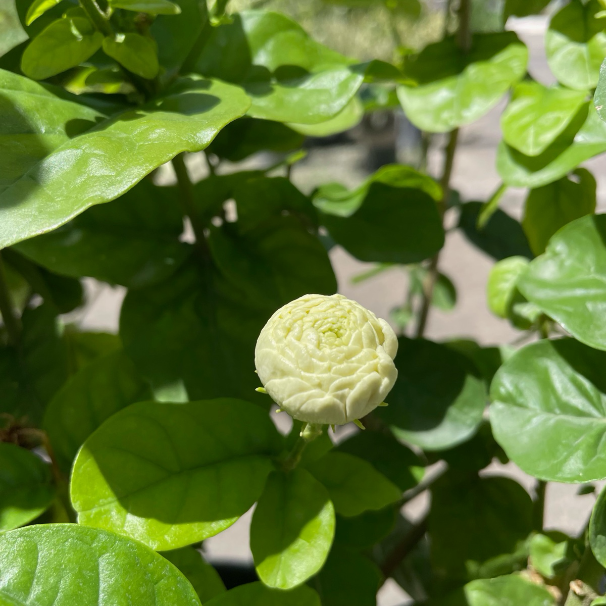 Summer Soul Arabian Jasmine