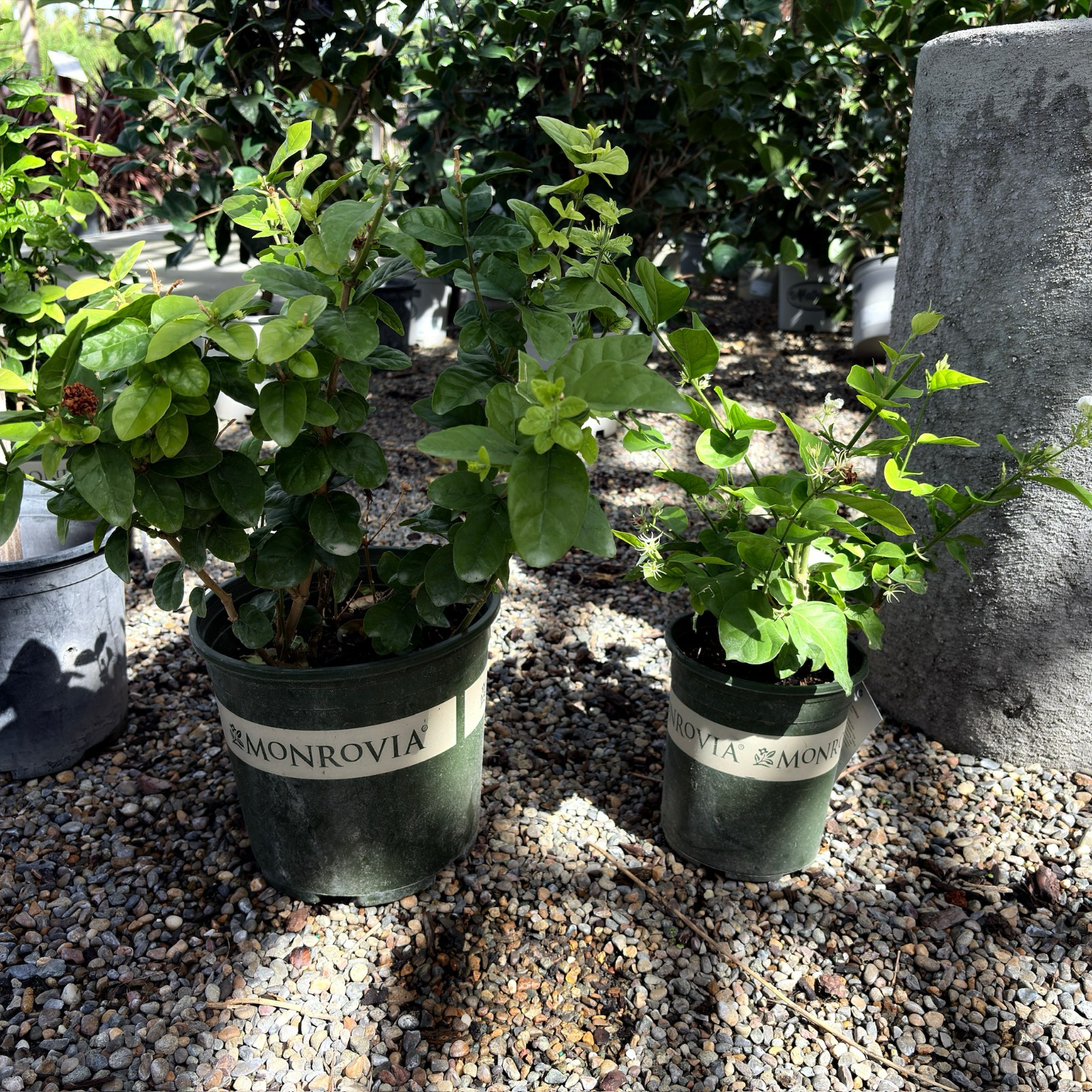 Summer Soul Arabian Jasmine