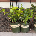 Summer Soul Arabian Jasmine