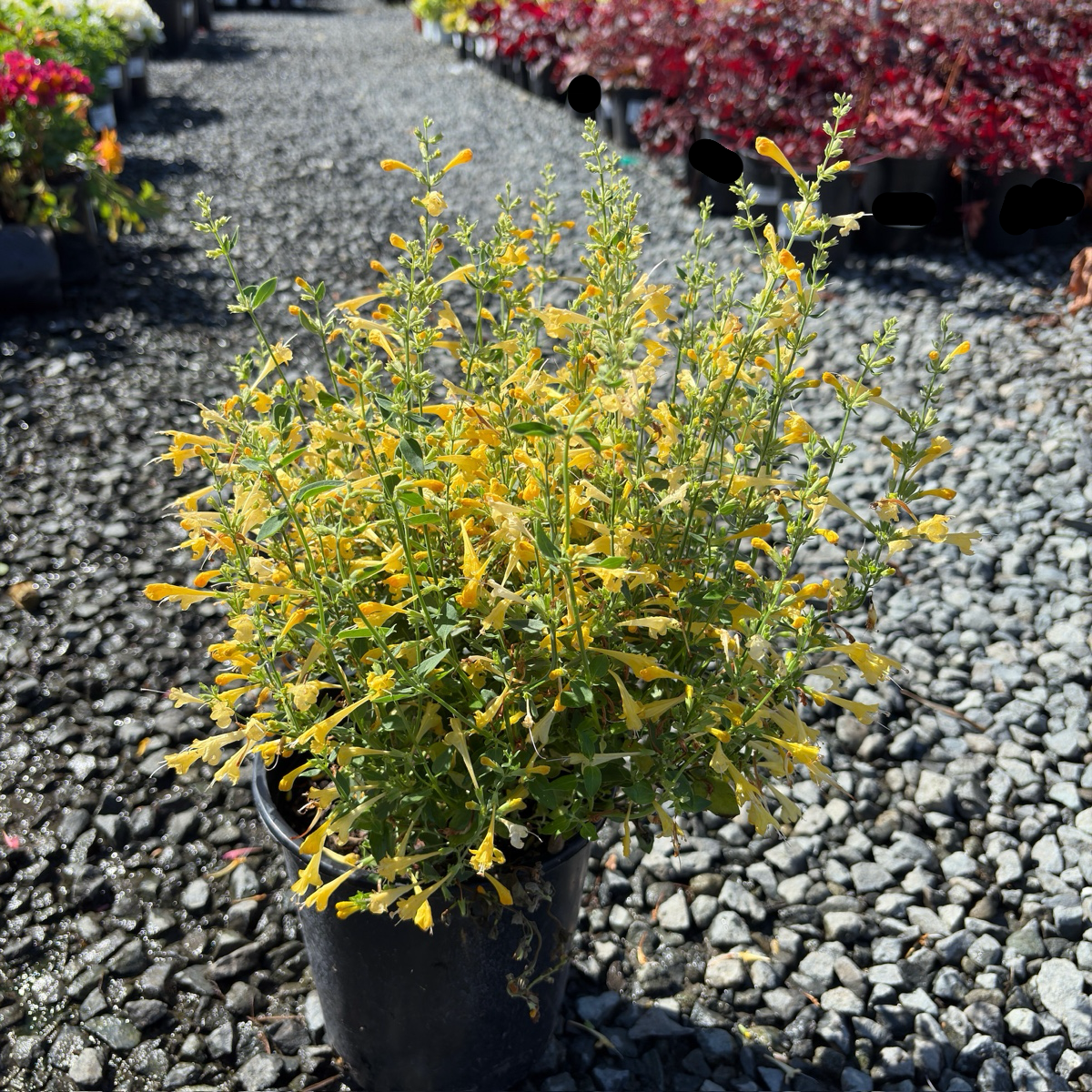 Summerlong Lemon Mexican Giant Hyssop