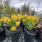 Sundance Mexican Orange Blossom