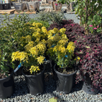 Sundance Mexican Orange Blossom