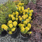 Sundance Mexican Orange Blossom