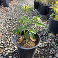 Sundance Mexican Orange Blossom