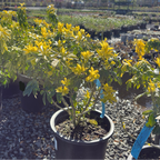 Sundance Mexican Orange Blossom
