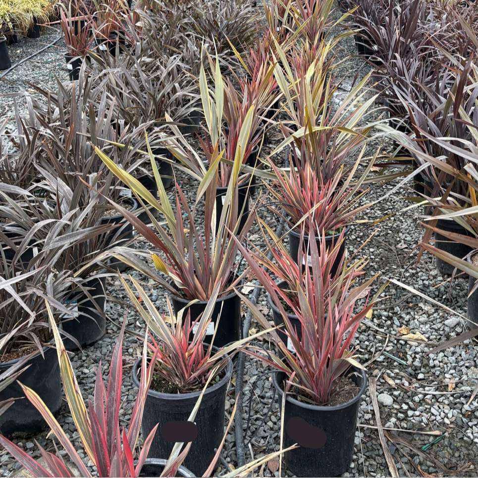 Sundowner New Zealand Flax